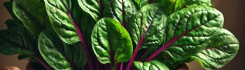 Pui Saag